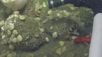 Media type: image;   Invertebrate Zoology 153153 Description: live specimen;